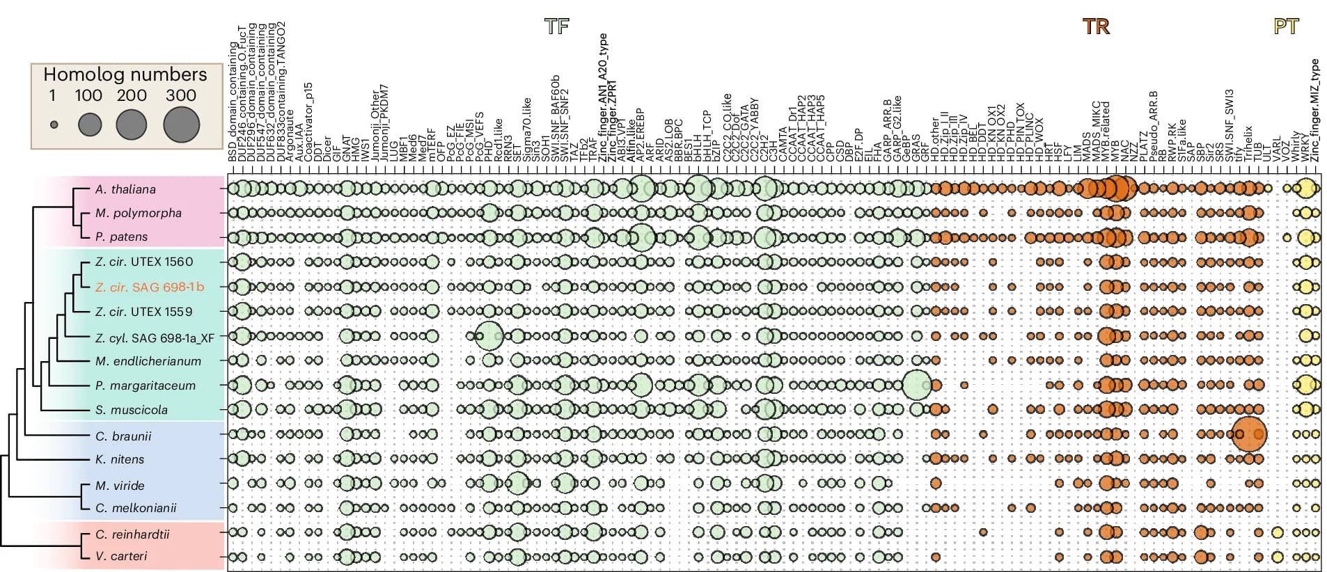 Open access visualization of Bubble Plot, Phylogenetic Distribution, Transcription Factors, Phytohormones, Homologs