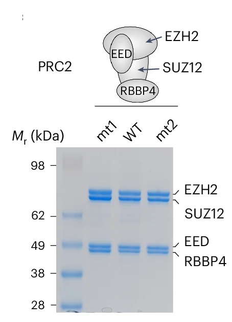 Open access visualization of Gel, Illustration, Coomassie Blue, SDS-PAGE, PRC2 Complexes
