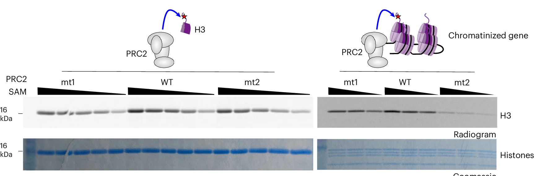 Open access visualization of Gel, Illustration, HMTase Assay, S-adenosyl-methionine, SAM