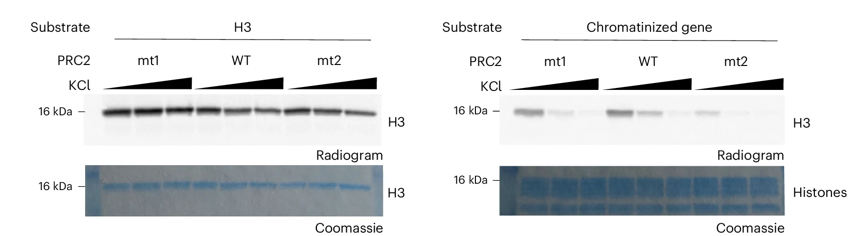 Open access visualization of Gel, HMTase Assay, PRC2 Complexes, H3 Histone, Chromatinized DNA