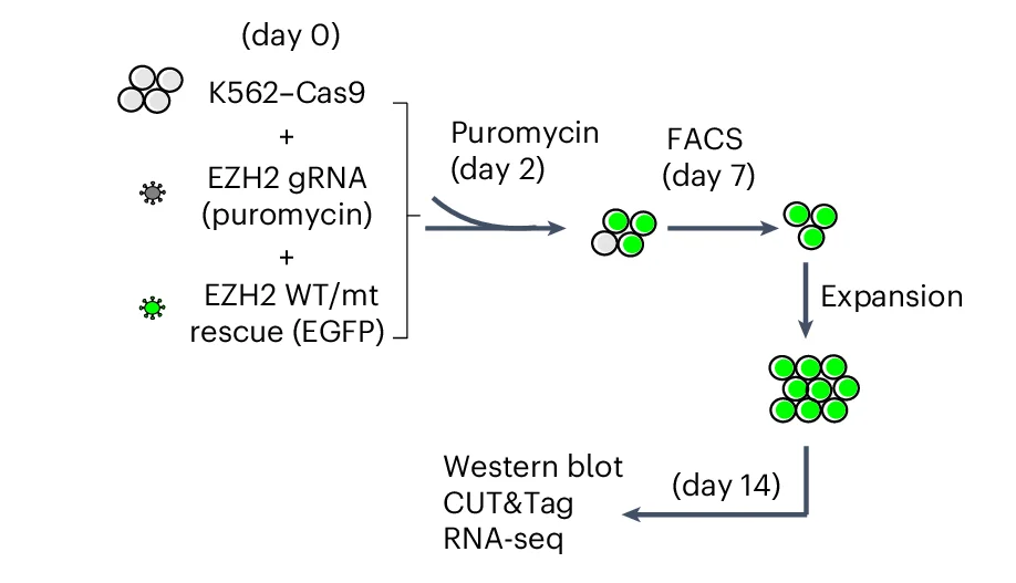 Open access visualization of Workflow, Flowchart, Illustration, EZH2 Knockout, K562 Cell Lines