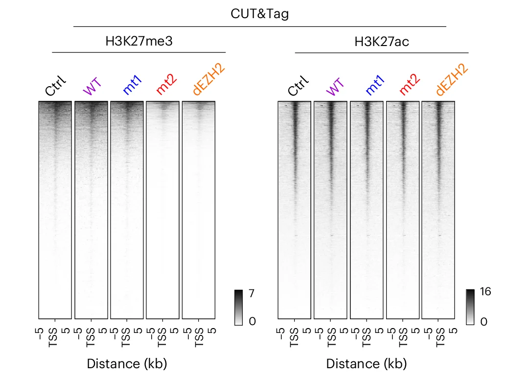 Open access visualization of Heatmap, Heat Maps, H3K27me3, H3K27ac, CUT&Tag