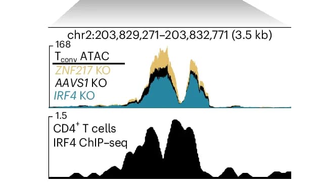 Open access visualization of Line Plot, Density Plot, ATAC-seq, T Conv Cells, ZNF217