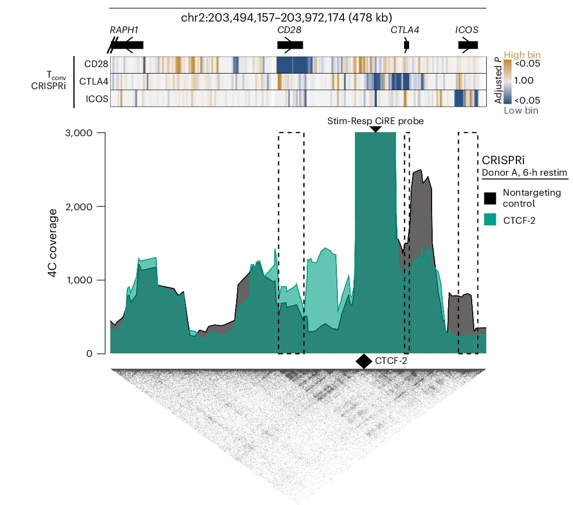 Open access visualization of Heatmap, Line Plot, 4C-seq Plot, Stimulation-Responsive CiRE, T Conv Cells