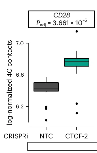 Open access visualization of Box Plot, 4C Signal Intensity, Nontargeting Control, CRISPRi-mediated CTCF-2 Disruption, CD28