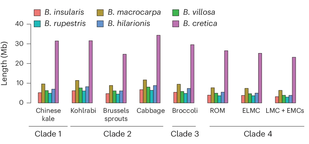 Open access visualization of Bar Plot, Clustered, Wild Accessions, B. oleracea Subspecies