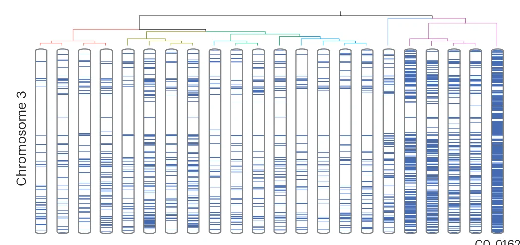 Open access visualization of Heatmap, Clustered, Syntenic Regions, LEE Groups, Cauliflower