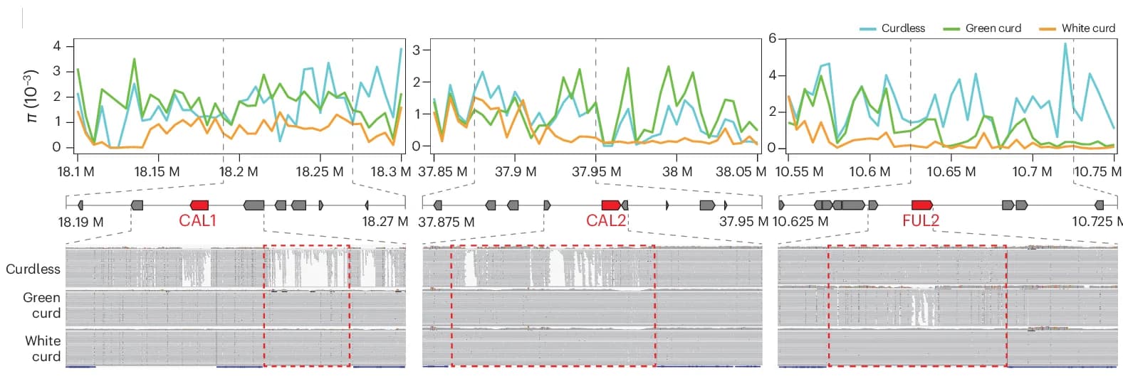 Open access visualization of Line Plot, Nucleotide Diversity, Read Mapping, Promoter Regions, CAL1