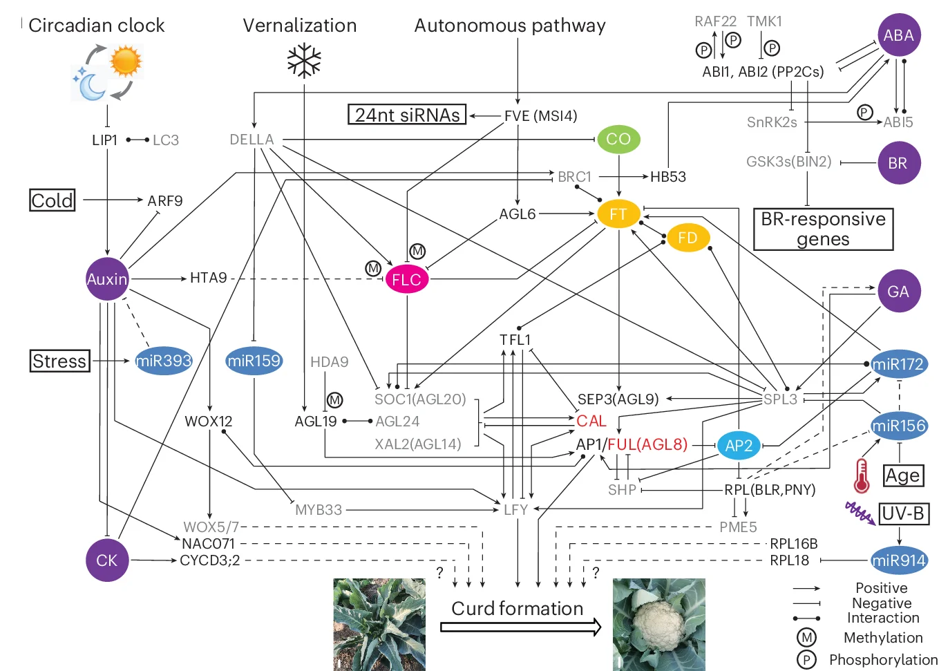 Open access visualization of Workflow, Pathway, Regulatory Network, Curd Biogenesis, Candidate Genes