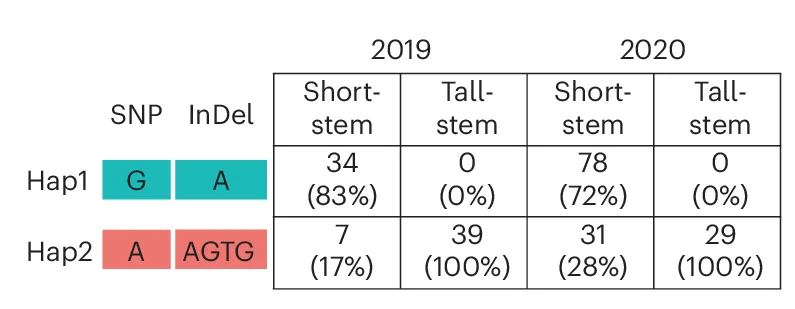 Open access visualization of Table Image, Haplotype Statistics, SNP, Exon