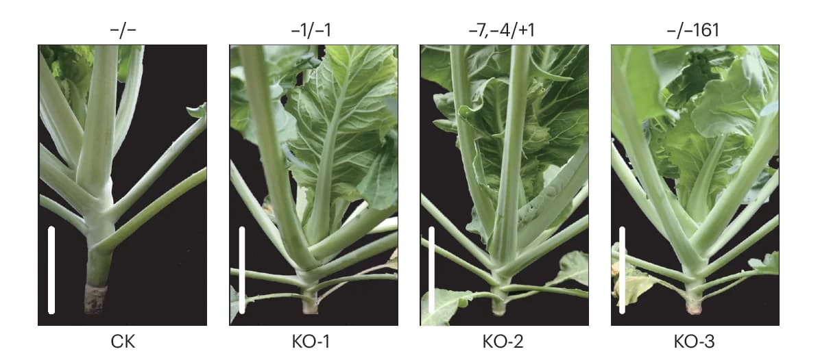 Open access visualization of Photo, Plant Morphology, Knockout Lines