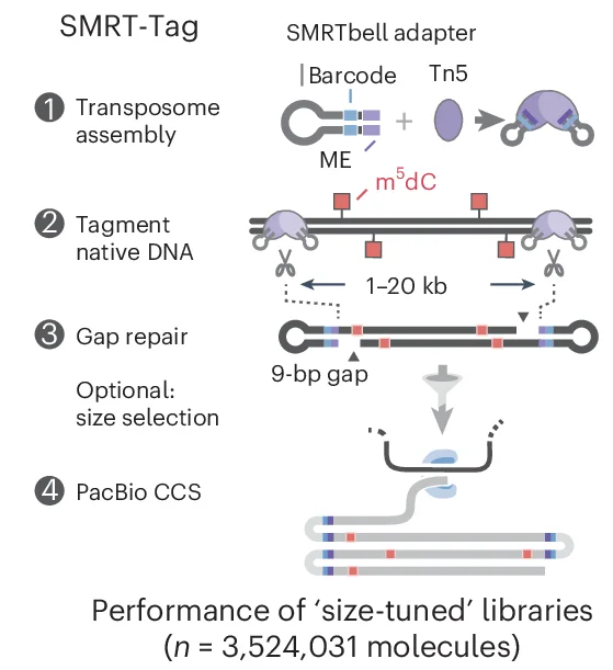Open access visualization of Workflow, Flowchart, SMRT-Tag, DNA Fragmentation, Tn5 Transposase