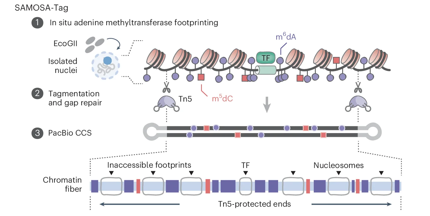 Open access visualization of Workflow, Illustration, SAMOSA-Tag, Methylation, EcoGII m6dAase