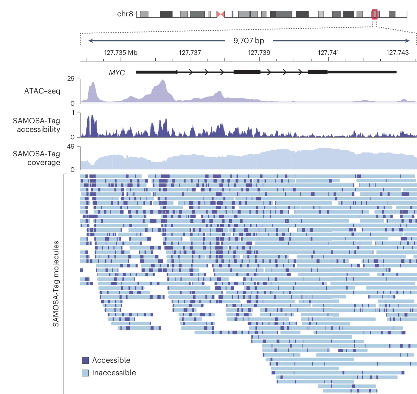 Open access visualization of Line Plot, Density Plot, SAMOSA-Tag, Fibers, MYC Locus