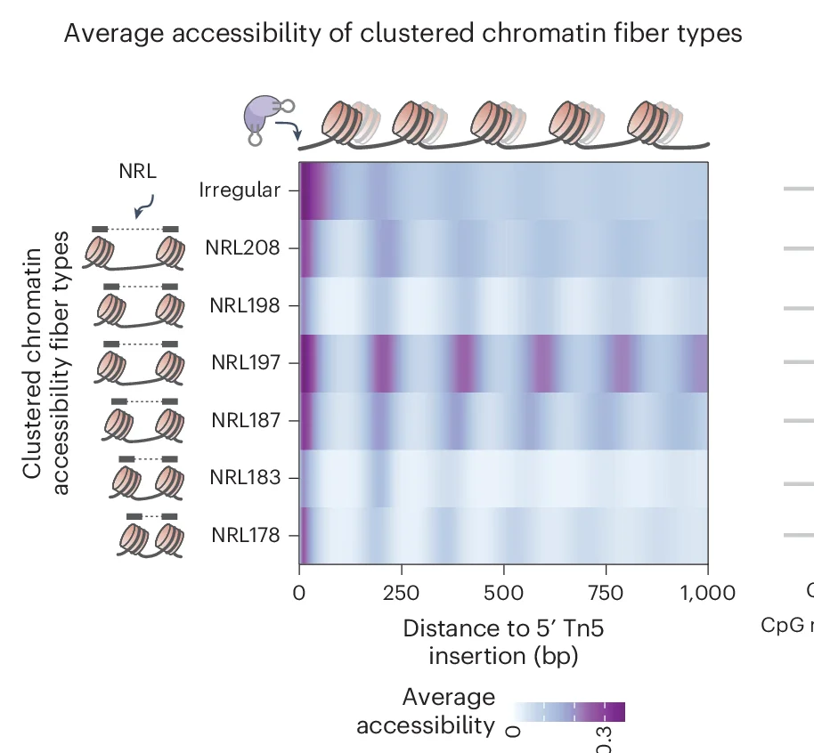 Open access visualization of Heatmap, Chromatin Accessibility, Fiber Types, Leiden Clustering, NRL