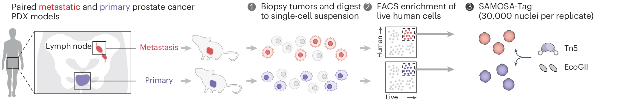 Open access visualization of Workflow, Illustration, SAMOSA-Tag, PDXs, Primary Tumors