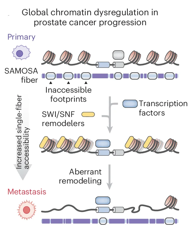 Open access visualization of Workflow, Illustration, Chromatin Accessibility, Prostate Cancer Progression, PDX SAMOSA-Tag