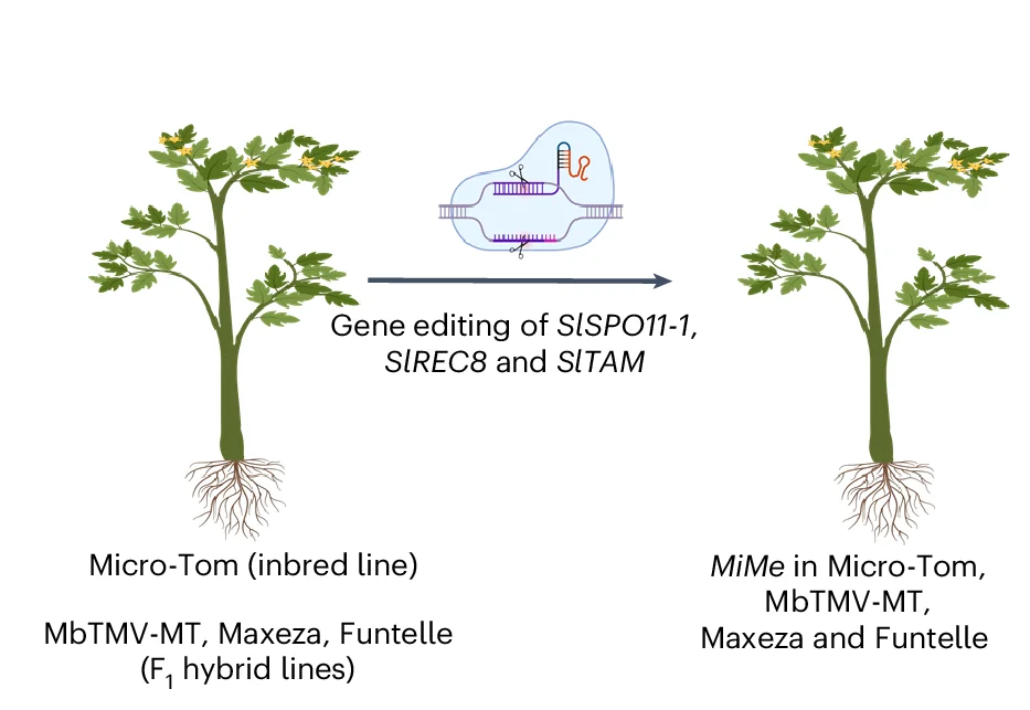 Open access visualization of Workflow, Illustration, MiMe, Tomato, Genotypes