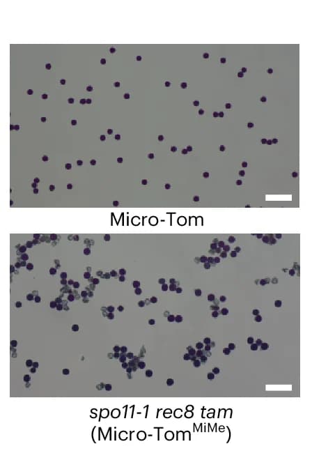 Open access visualization of Microscopy, Alexander Staining, Pollen, Micro-Tom, spo11-1 rec8 tam
