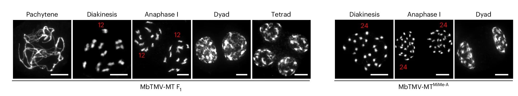 Open access visualization of Microscopy, Chromosome Behavior, Male Meiocytes, Wild Type, MbTMV-MT MiMe-A