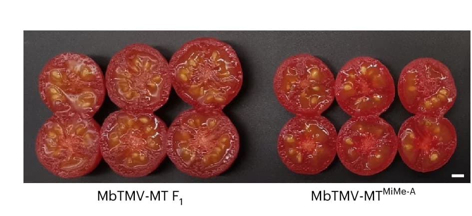 Open access visualization of Photo, Anatomical View, MbTMV-MT F1, Hybrid MbTMV-MT MiMe-A, Fruits