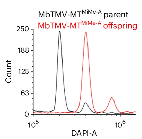 Open access visualization of Line Plot, Density Plot, Flow Cytometry, Diploid, MbTMV-MT MiMe-A