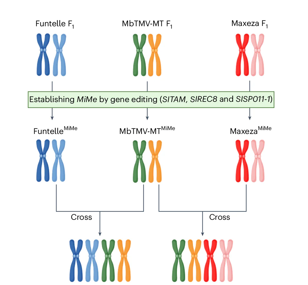 Open access visualization of Workflow, Illustration, Tetraploid Plants, Genetics, Inbred Grandparents