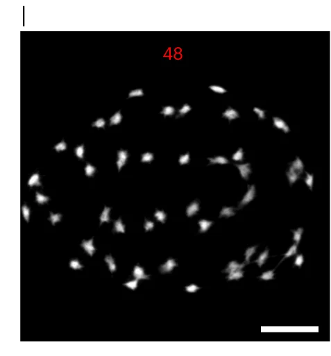 Open access visualization of Microscopy, Chromosome Spreads, Meiocytes, Tetraploid Plant, Diakinesis