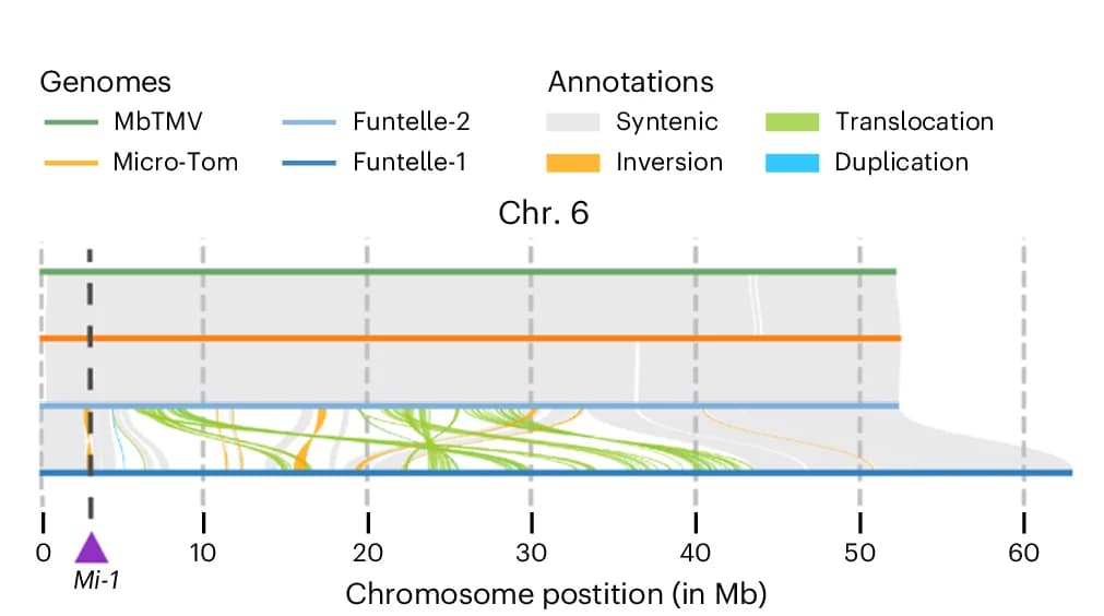 Open access visualization of Sankey, Genomic Rearrangements, Chromosome 6, Disease Resistance, Haplotypes