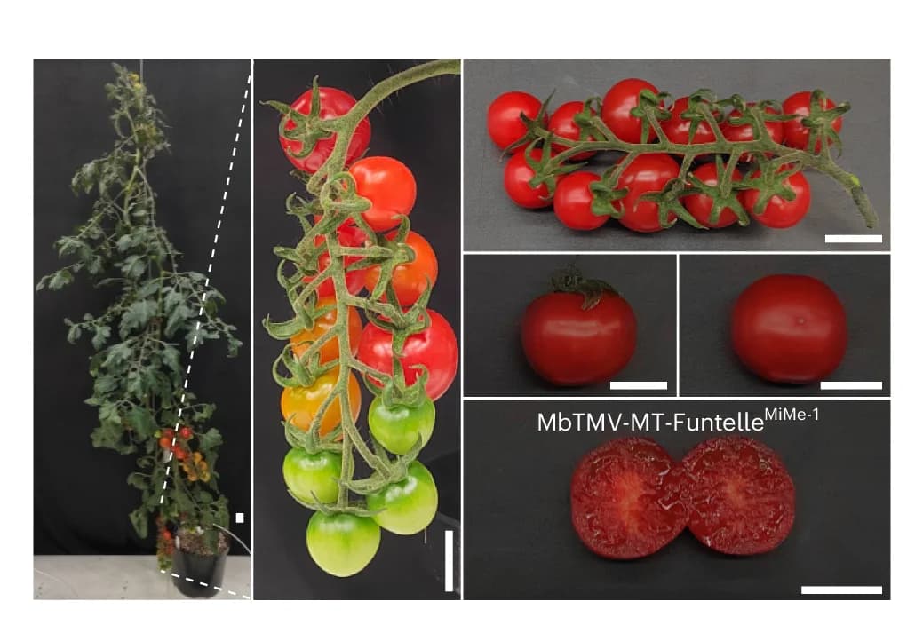 Open access visualization of Photo, Tetraploid Plant, Plant Morphology, Fruit Ripening