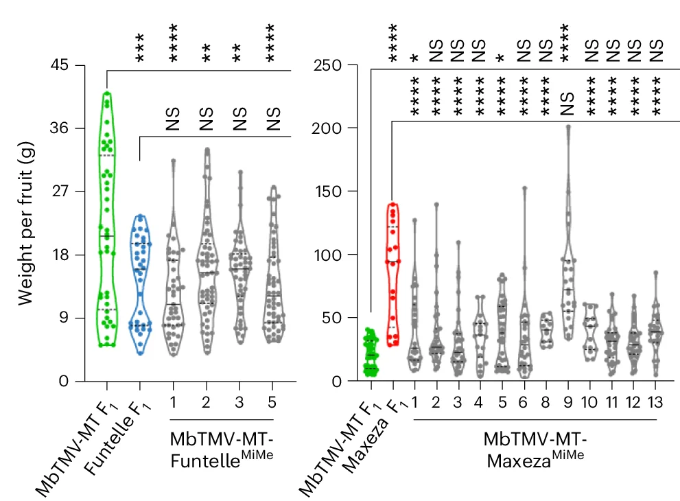 Open access visualization of Violin Plot, Scatter Plot, Fruit Weight, Tetraploid Plants, Statistical Analysis