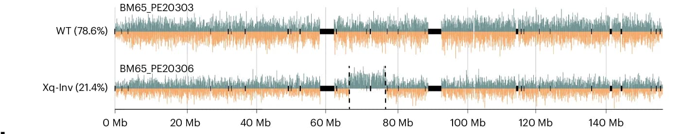Open access visualization of Line Plot, Density Plot, Strand-Seq Data, X Chromosome, Haplotype