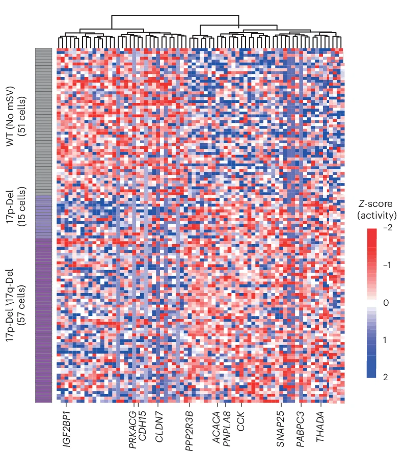 Open access visualization of Heatmap, Clustered, Genes, WT, 17p-Del