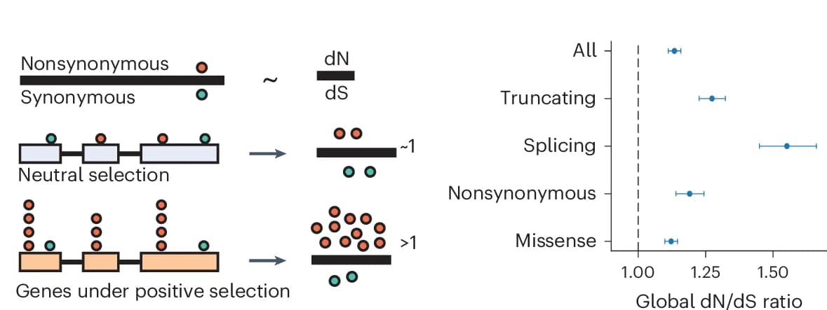 Open access visualization of Scatter Plot, Error Bars, Illustration, dN/dS Ratio, Nonsynonymous Mutations