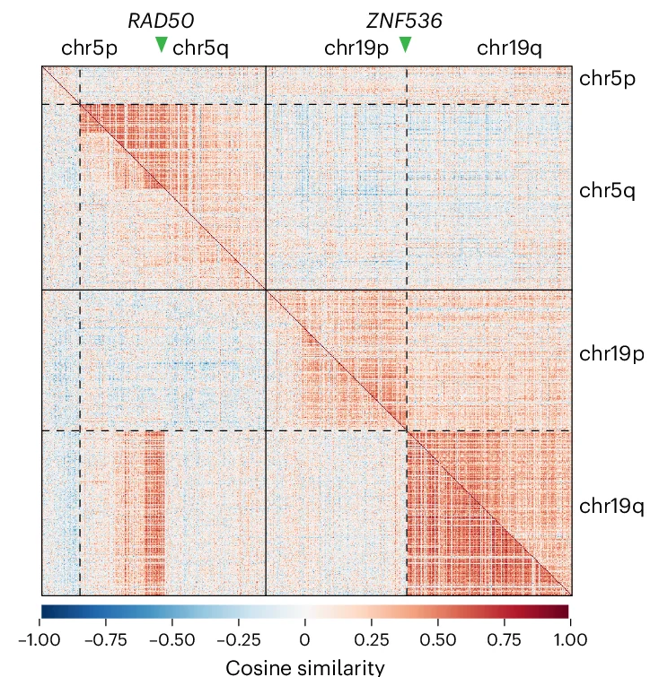 Open access visualization of Heatmap, Chromosomes 5, Chromosomes 19, Proximity Bias, Chromosomal Rearrangement