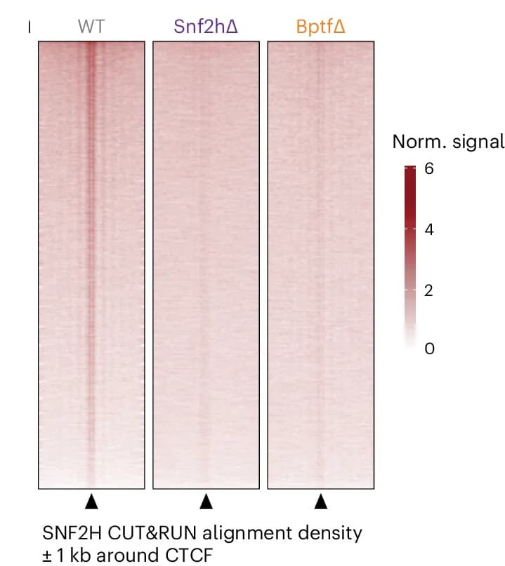 Open access visualization of Heatmap, SNF2H, CUT&RUN, Alignment Densities, WT