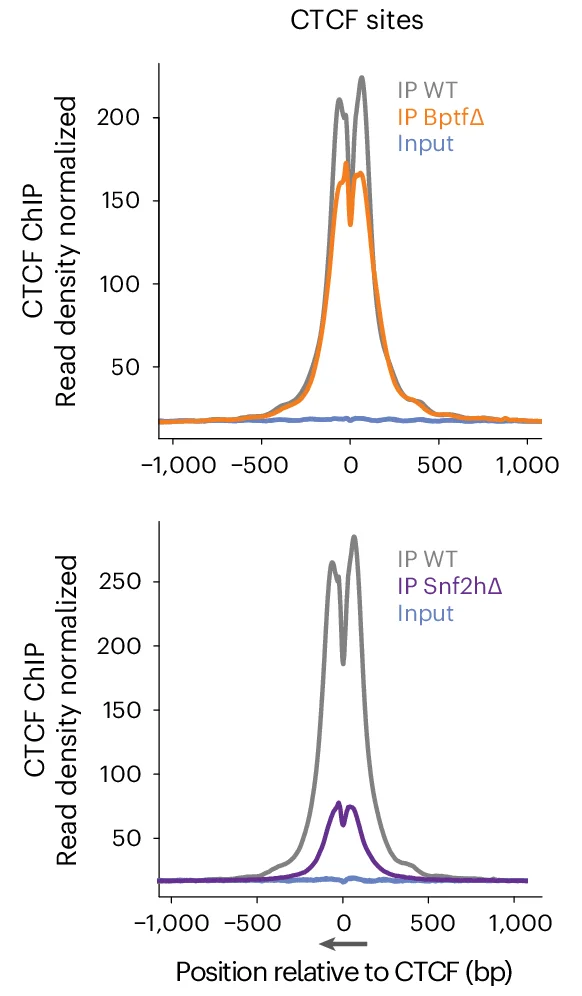 Open access visualization of Line Plot, CTCF ChIP-seq signal, Bptf, ES Cells, Snf2h