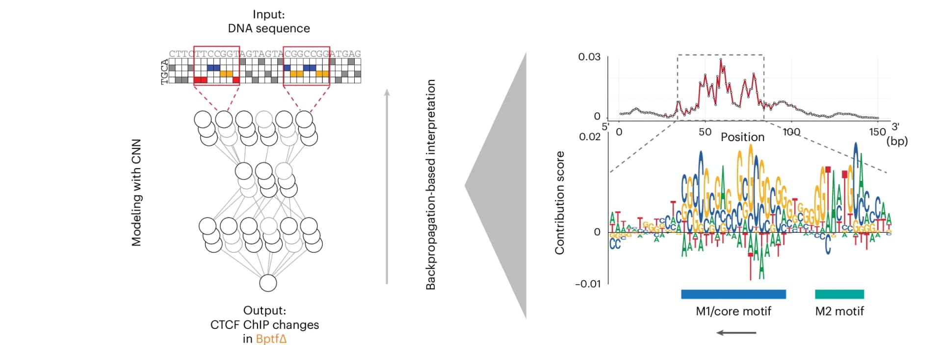 Open access visualization of Line Plot, Workflow, CNN-based Model, CTCF Binding, Bptf Cells