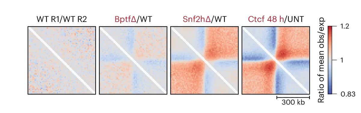 Open access visualization of Heatmap, Observed/Expected Interactions, TAD Boundaries, BPTF Depletion, SNF2H Depletion