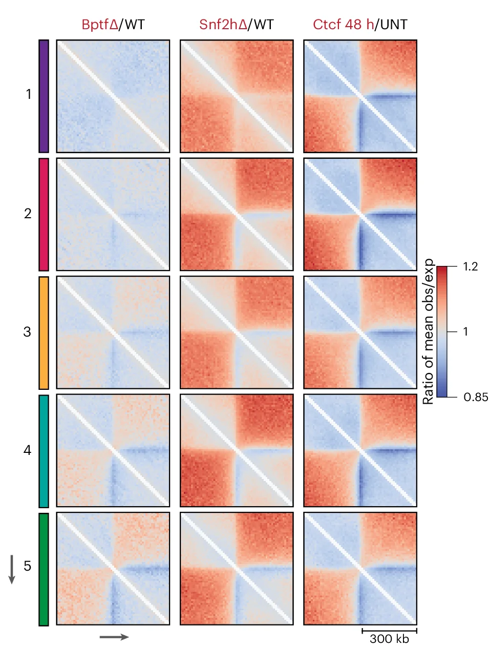 Open access visualization of Heatmap, Observed/Expected Interactions, CTCF Sites, Clusters, BPTF Depletion
