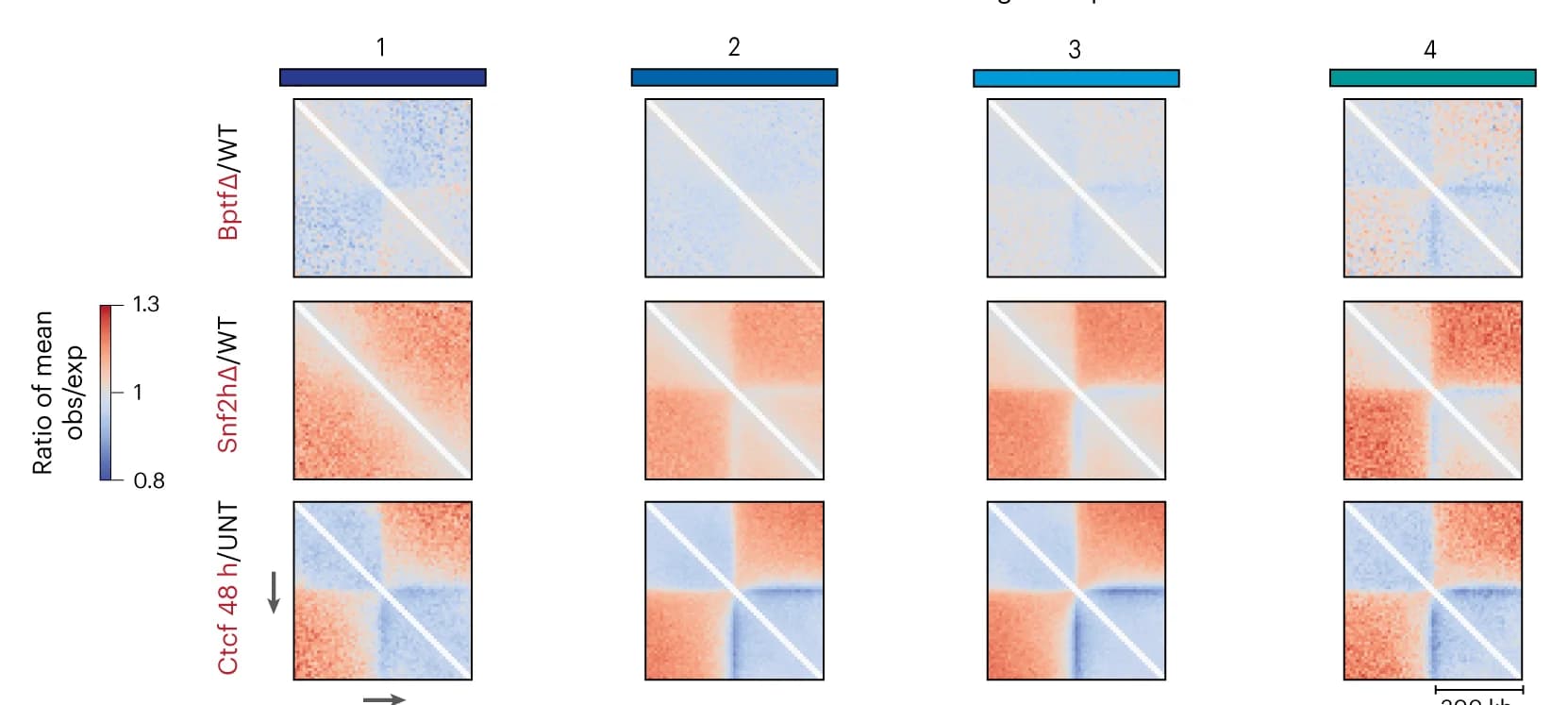 Open access visualization of Heatmap, CTCF Sites, BPTF Depletion, SNF2H Depletion, CTCF Auxin-Mediated Degradation