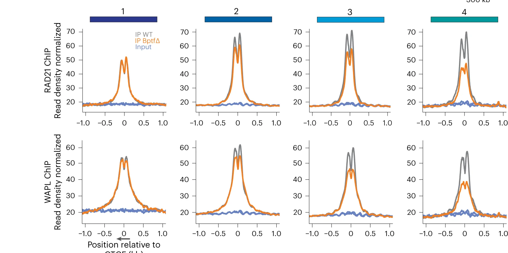 Open access visualization of Line Plot, ChIP-Seq, RAD21, WAPL, CTCF Sites