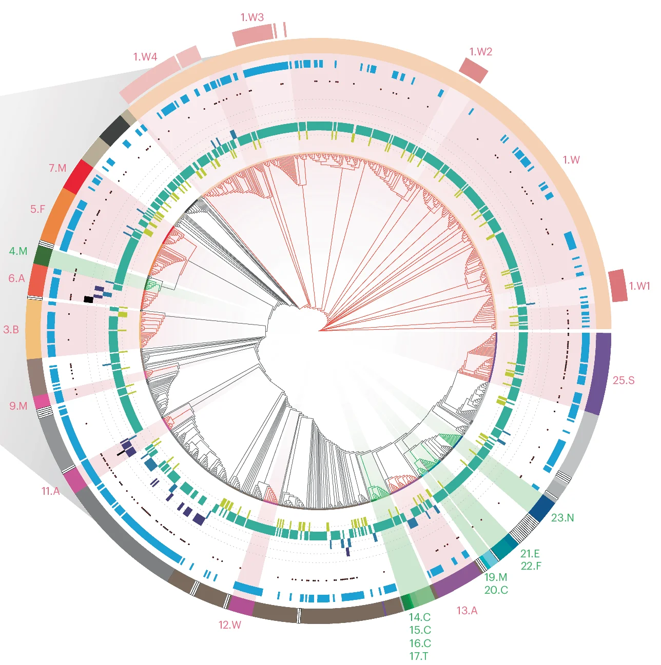 Open access visualization of Network, Pathway, Bar Plot, Genomic Features, Isolates