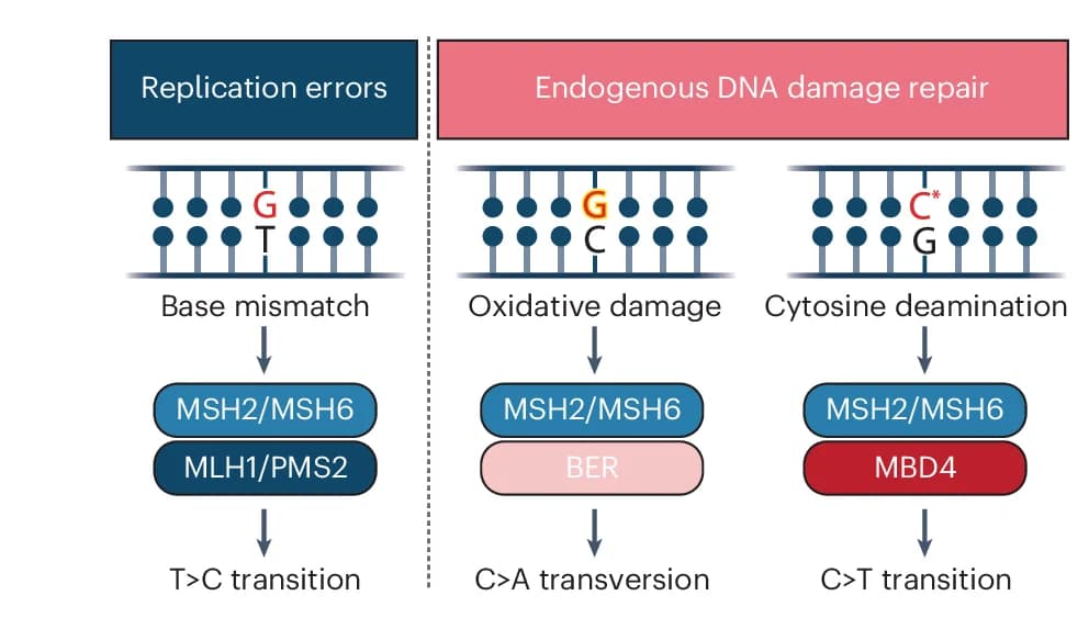 Open access visualization of Workflow, Flowchart, MMR System, DNA Repair, MutS