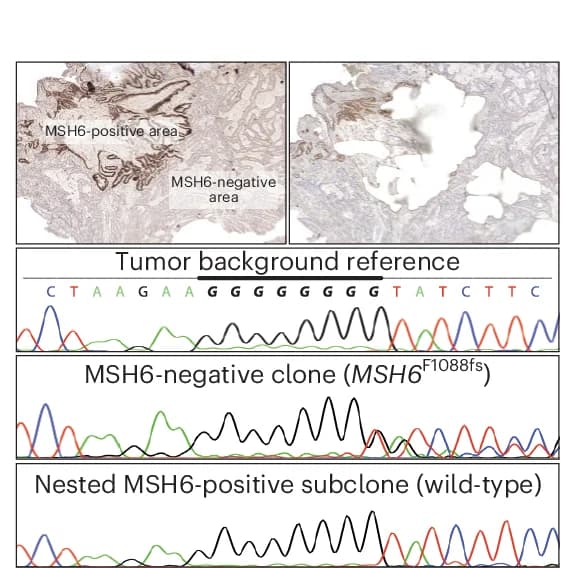 Open access visualization of Microscopy, LCM, Sanger Sequencing, DNA, Tumor Regions