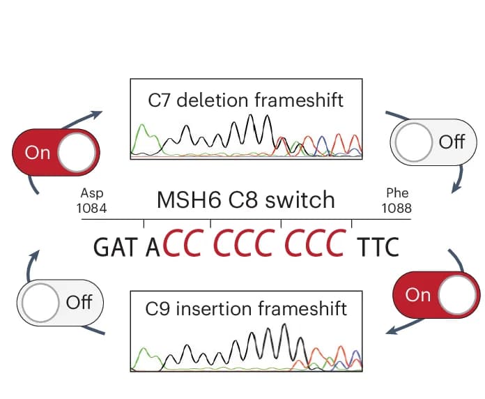 Open access visualization of Workflow, Illustration, Schematic Representation, Frameshift Reversion Mutations, MSH6
