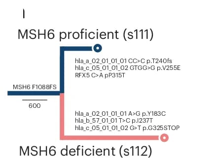 Open access visualization of Pathway, Phylogenetic Tree, Tumor, HLA Mutations