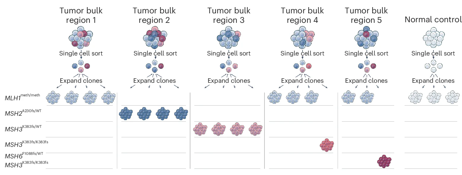 Open access visualization of Workflow, Illustration, Clonal PDO Derivation, Bulk Samples, Organoids