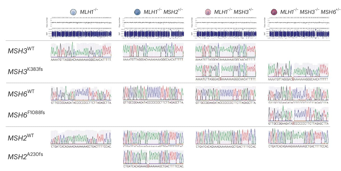 Open access visualization of Line Plot, Scatter Plot, Homopolymer Genotyping, Allelic Status, MMR Homopolymers