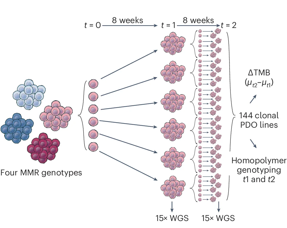 Open access visualization of Workflow, Flowchart, Mutation Accumulation, Cell Culture, Patient Derived Organoids